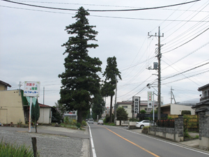 安中原市のスギ並木